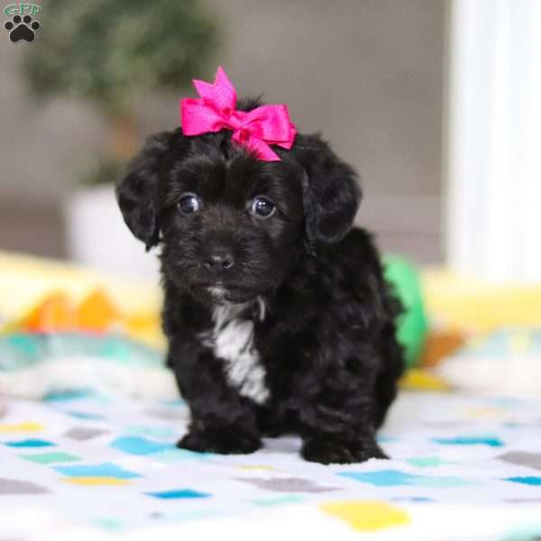 Brooke, Yorkie Poo Puppy